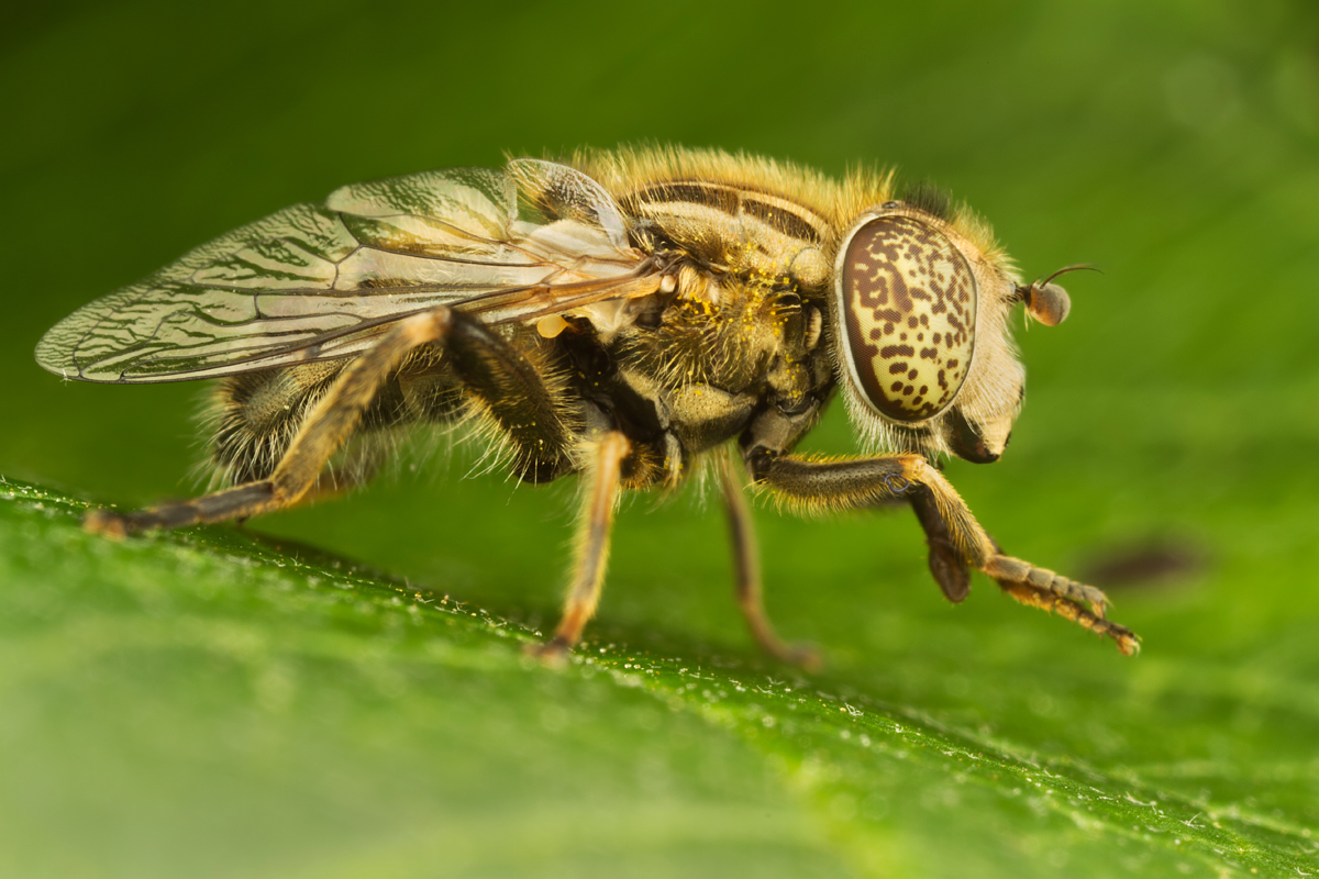 Eristalinus sepulchralis